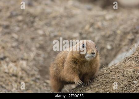 Prairie Dog (Cynomy) emerging from burrow Stock Photo