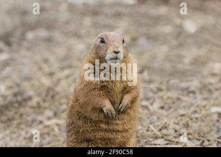 Prairie Dog (Cynomy) standing center looking slightly righ Stock Photo