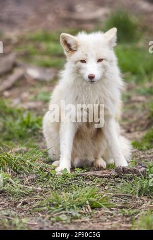 Sleepy White Fox (Vulpes vulpes) sitting on grass Stock Photo