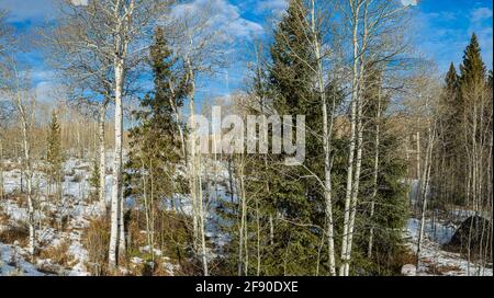 Pine trees and birches stand in the forest of the Beartooth Mountains in Wyoming and Montana. Stock Photo