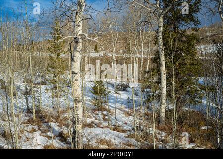White bark covers the trunks of birch trees standing in a snow field in Wyoming winter. Stock Photo