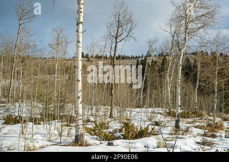 Snow covers the floor of a forest in the mountains above Cody Wyoming near Yellowstone National Park. Stock Photo