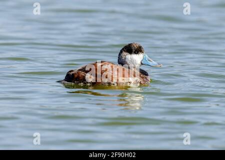 Ruddy Duck breeding adult male swimming. Palo Alto Baylands, California, USA Stock Photo
