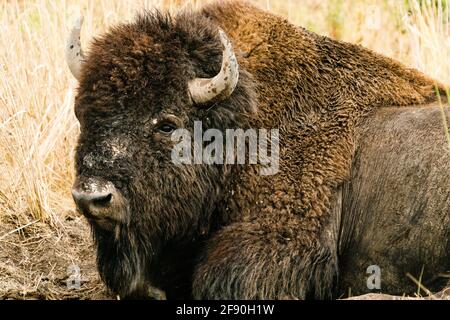 Closeup portrait of a bison at the National Bison Range in Montana Stock Photo