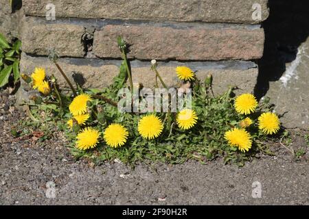 Group of dandelions in full bloom, growing at the base of a wall at the edge of a (closed) pub carpark on a sunny April day. Stock Photo