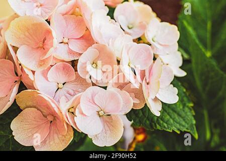 Close up of a light pink hydrangea blossom with green leaves in the background Stock Photo