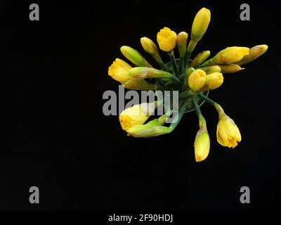 Top view of bouquet of yellow daffodils in vase on black background Stock Photo