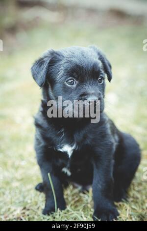 Black and white spotted  puppy with tender look sitting on the grass Stock Photo