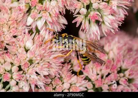 Closeup of European Paper Wasp feeding on nectar from Sedum plant. Concept of insect and wildlife conservation, habitat preservation, and backyard flo