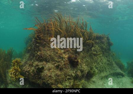 Huge rock on sea bottom in shallow water with top covered with brown seaweeds reaches almost to surface. Stock Photo