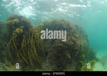 Rocky reef covered with brown sea weeds reaching to sea surface in turbid water caused by oceanic swell. Stock Photo