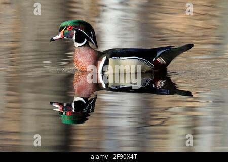 Colorful Wood Duck with reflection on the lake, Quebec, Canada Stock Photo