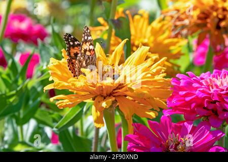Vanessa cardui (aka Painted lady) butterfly feeding on a beautiful yellow zinnia flower Stock Photo