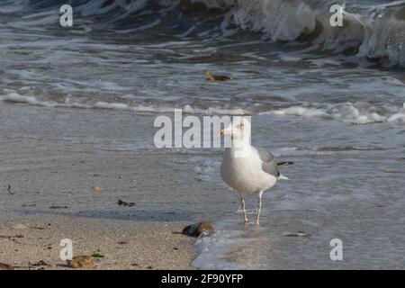 Herring Gull seen from the front walks on the beach on a sunny day Larus argentatus Stock Photo