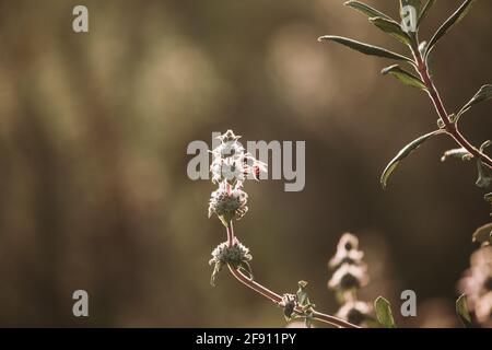 Feild flower with honeybee flying and collecting pollen on blurred background Stock Photo