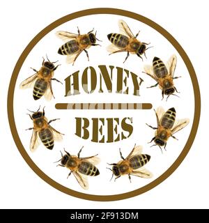 group of bee or honeybee in the circle in Latin Apis Mellifera, european or western honey bee with text isolated on the white background Stock Photo