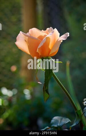 Single stem of rose Just Joey in garden with sun light from behind. Stock Photo