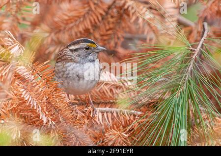White-throated Sparrow on evergreen tree Stock Photo