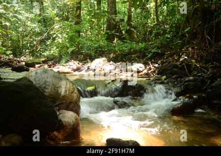 A small stream rushing over mossy rocks in a lush tropical forest, featuring clear water rapids and dense green jungle foliage in the background.. Stock Photo