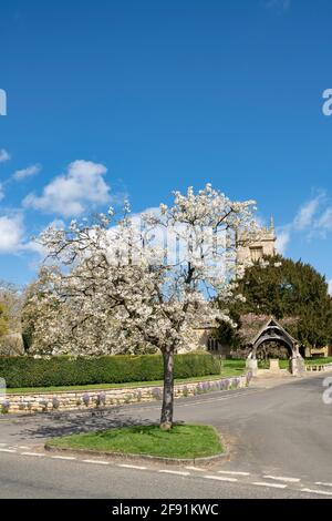 St Faith’s church and cherry tree in the cotswold village of Overbury in spring. Cotswolds, Worcestershire, England Stock Photo