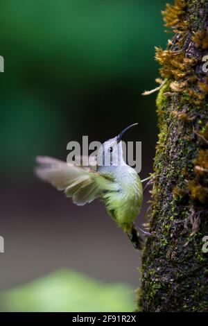 Brown-throated Sunbird on tree Stock Photo