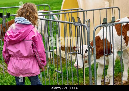 Young girl feeding a calf in pen Stock Photo