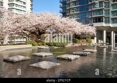 Blossoming ornamental cherry trees in spring in downtown Vancouver, British Columbia, Canada Stock Photo