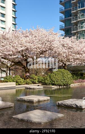 Blossoming ornamental cherry trees in spring, Coal Harbour area, Vancouver, British Columbia, Canada Stock Photo