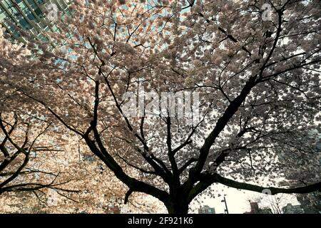 Blossoming ornamental cherry tree from below in spring, Vancouver, British Columbia, Canada Stock Photo