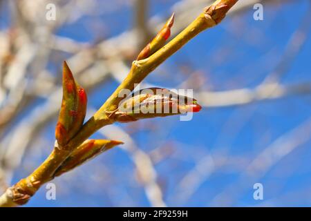 Poplar branches with sticky resinous buds against the blue sky in spring. Stock Photo