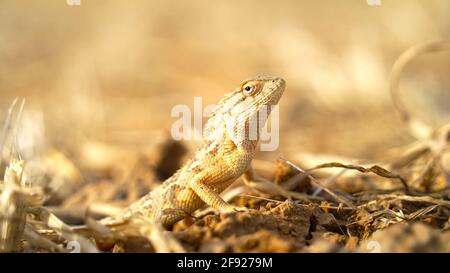 Close up of the oriental Garden lizard. Eastern garden lizard or changeable lizard scientific name is Calotes versicolor. Stock Photo