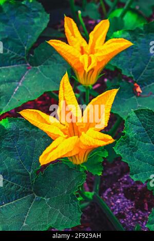Squash blossoms growing in the garden Stock Photo