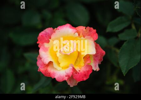 Beautiful soft color of yellow and pink rose on blurred background. Stock Photo