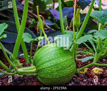 Unripe green pumpkin growing in the garden Stock Photo