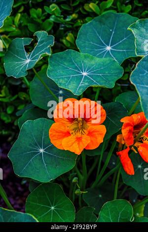A nasturtium blooming in the garden with green leaves in the background Stock Photo