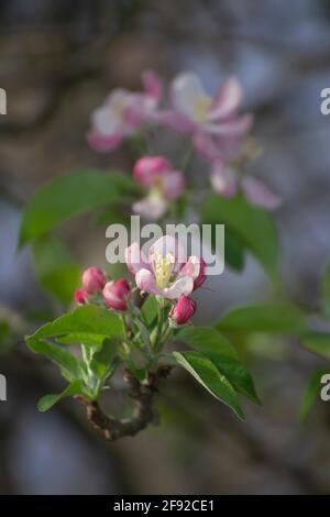 Apple blossom branch in springtime, bokeh Background Stock Photo