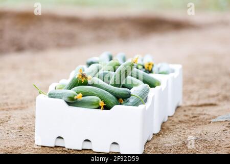 Saudi Arabian farm land Stock Photo