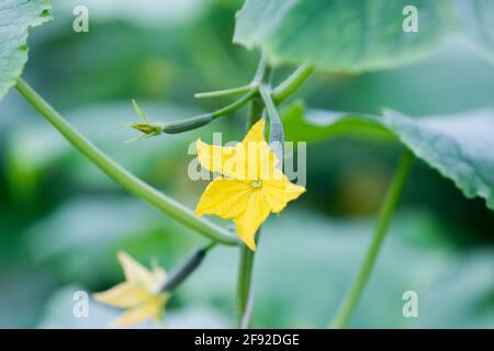 Saudi Arabian farm land Stock Photo