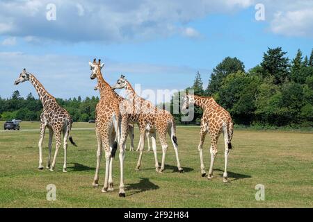 Giraffes in Folly Farm Adventure Park and Zoo Kilgetty in the UK under a cloudy sky Stock Photo