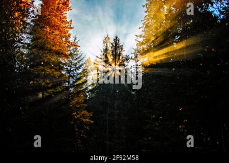Sunlight coming through the trees and smoke Stock Photo
