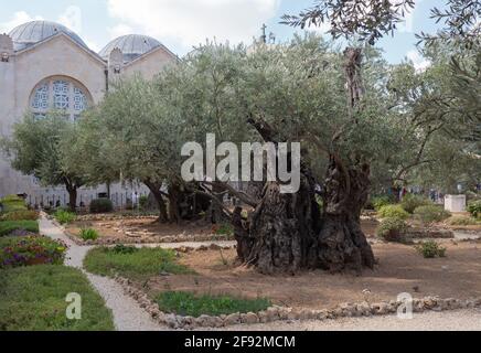 Old olive trees in the garden of Gethsemane, Jerusalem Stock Photo