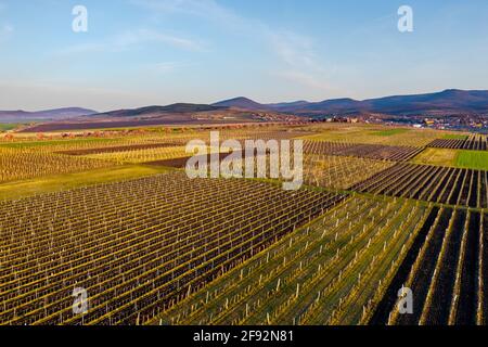 Vineyards and pink blooming trees in Gyongyostarjan Hungary Aerial view about beautiful blooming plum trees by the road. Spring sunrise landscape, che Stock Photo