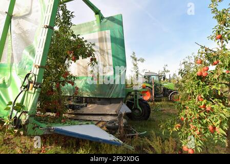 modern apple harvest with a harvesting machine on a plantation with fruit trees Stock Photo