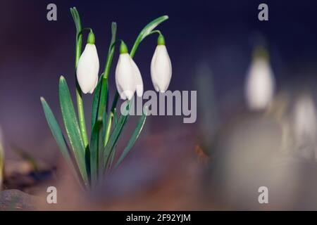 Galanthus snowdrop, selective focus. Rare plant. A wonderful gift for Valentine's Day. Stock Photo