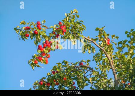 Red apples on the branches in the garden against the blue sky. Selective focus Stock Photo