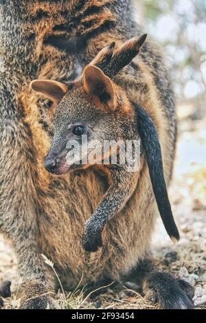 Cute small baby red kangaroo, or known as joey resting in her mother's pouch. Taken in Adelaide, Australia. Stock Photo