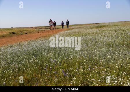 San Francisco, USA. 15th Apr, 2021. Tourists enjoy the scenery at the North Table Mountain Ecological Reserve in California, the United States, April 15, 2021. Credit: Dong Xudong/Xinhua/Alamy Live News Stock Photo
