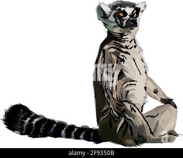 Lemur from a splash of watercolor, colored drawing, realistic. Vector illustration of paints Stock Vector