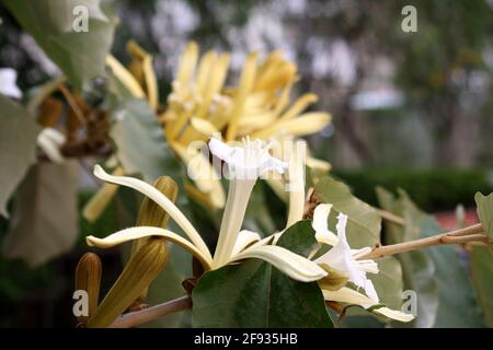 Bayur or Karnikara  flower (Pterospermum acerifolium) in bloom Stock Photo
