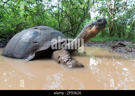 biggest turtle in the world found in amazon